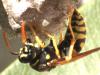 Polistes dominula